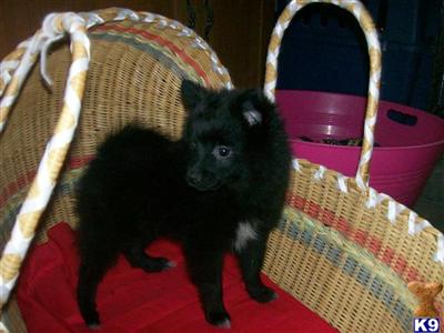 Puppies in NJ